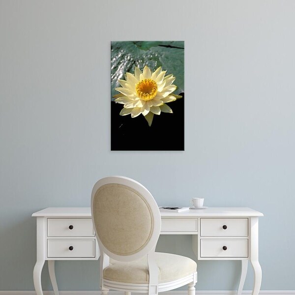 Easy Art Prints Pete Oxford's 'Okavango Delta Night Lily' Premium Canvas Art