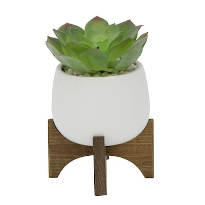 Succulent In 4.5" Matte White Ceramic Planter On Wood Stand