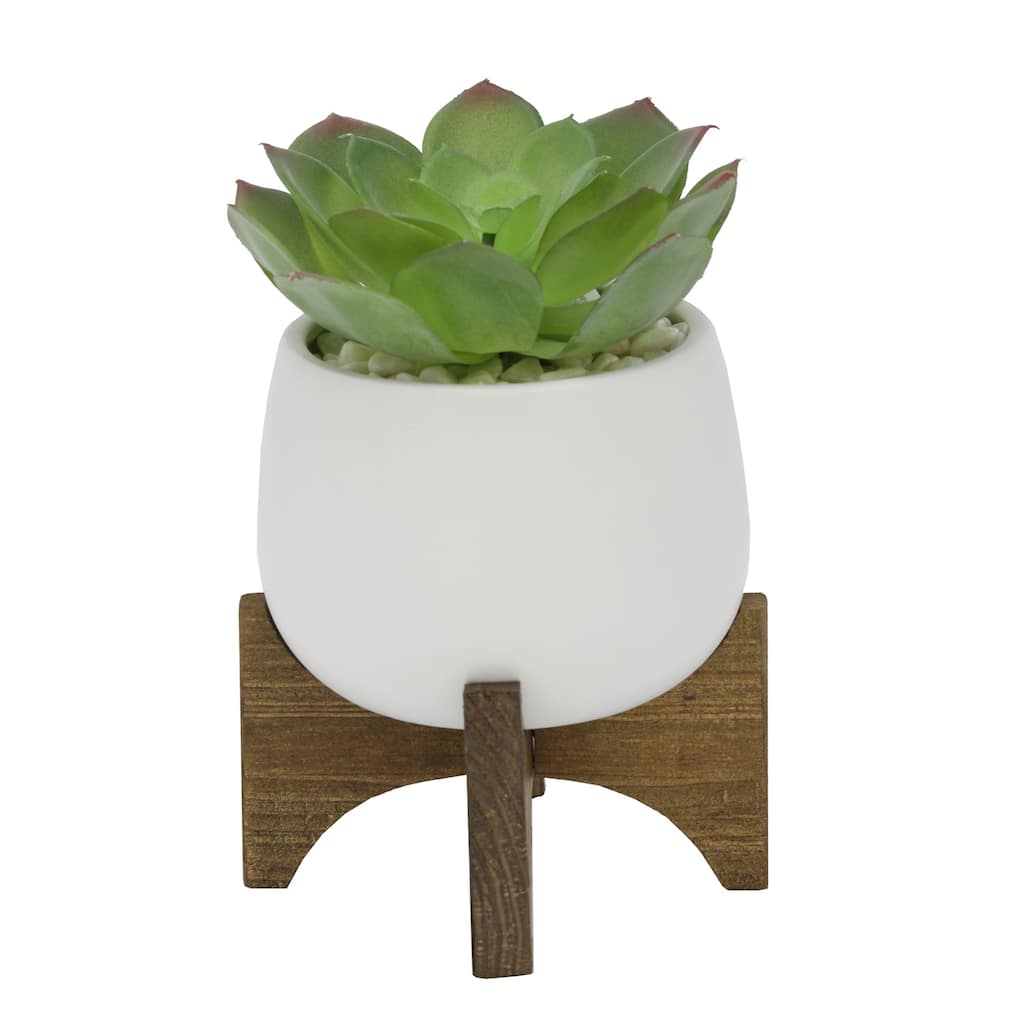 Succulent In 4.5" Matte White Ceramic Planter On Wood Stand