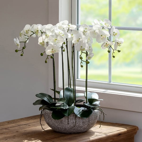 Phalaenopsis Orchid Plant in Concrete Bowl - 10