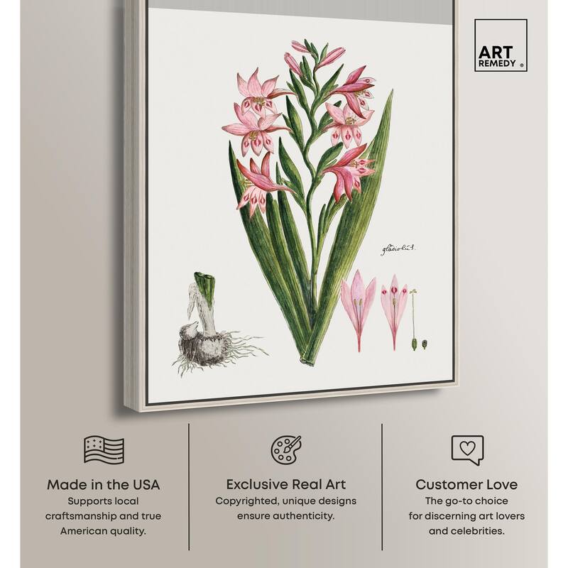 Gladiolus Carneus Canvas by Art Remedy