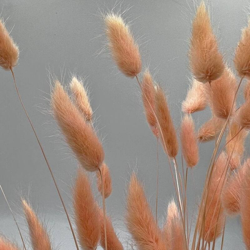 Bundle of 4 Bunch Dried Bunny Tails Grass-20-24" apx 1 oz - 20 to 24 inch