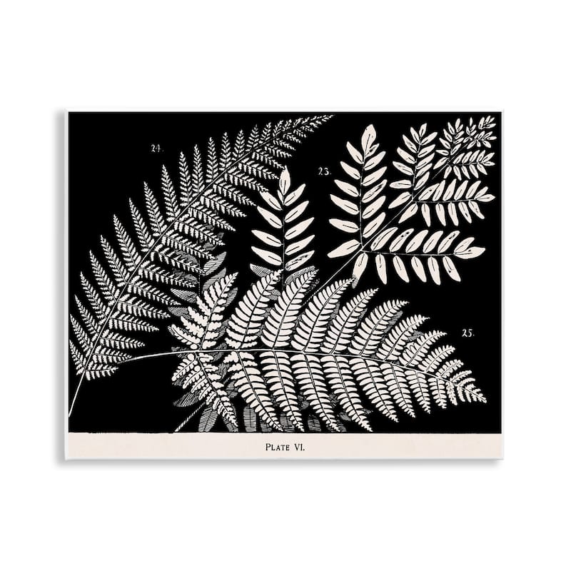 Stupell Fern Varieties on Black Wall Plaque Art Design By Phillipa Katz - 14 x 11
