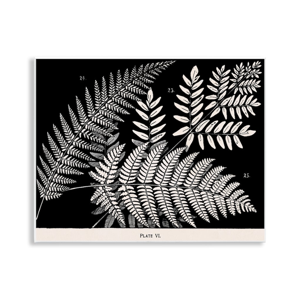 Stupell Fern Varieties on Black Wall Plaque Art Design By Phillipa Katz