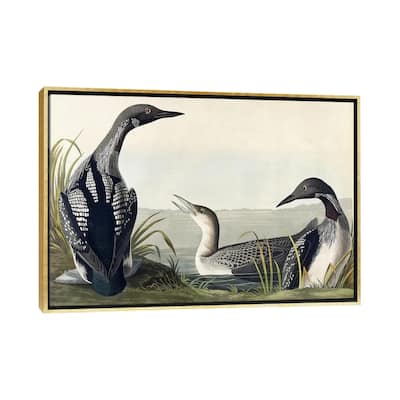 iCanvas "Black-throated Diver " by John James Audubon Framed Canvas Print