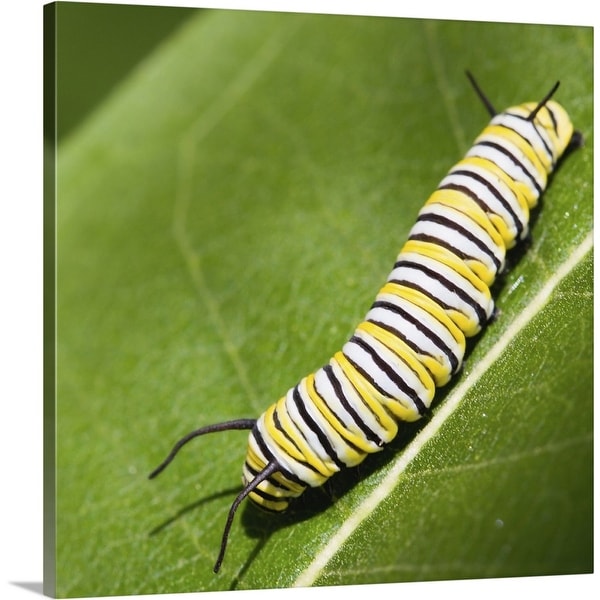 "Monarch butterfly caterpillar on a common milkweed leaf." Canvas Wall Art