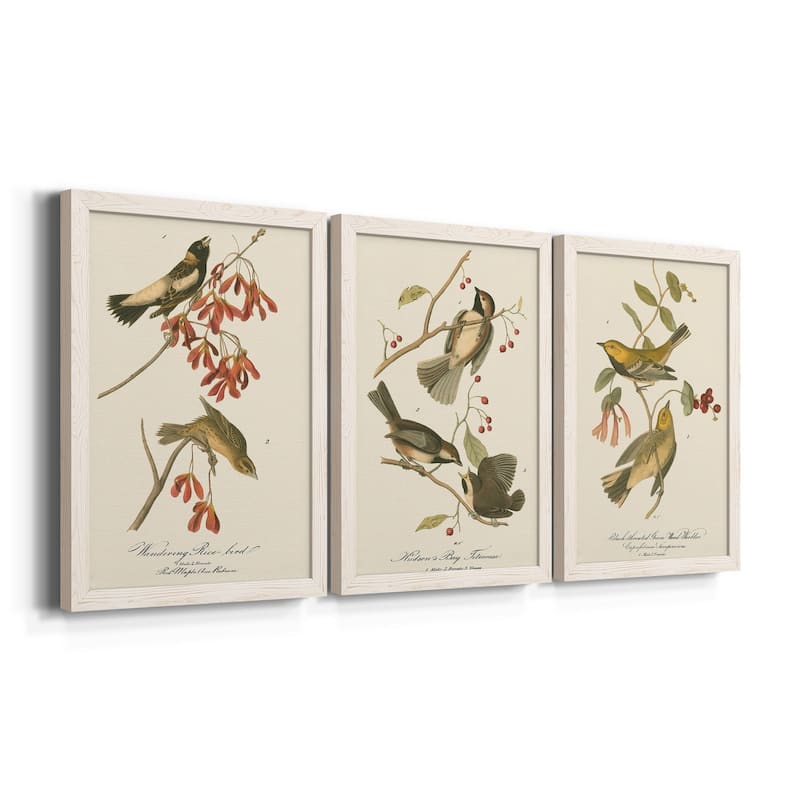 Wandering Rice Bird-Premium Framed Canvas - Ready to Hang - Multi-Color