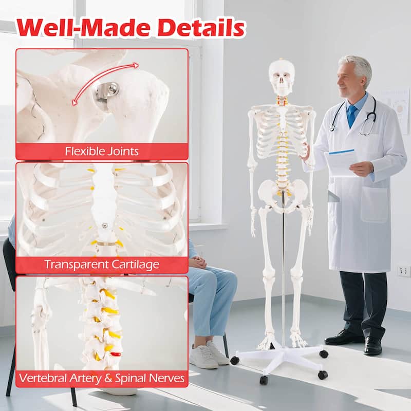 Costway 70.8" Life Size Human Skeleton Model Anatomical Skeleton with - as pic shows - See Details