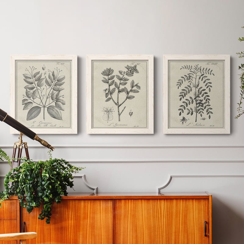 Antique Black & White Botanical VII-Premium Framed Canvas - Ready to Hang - Multi-Color