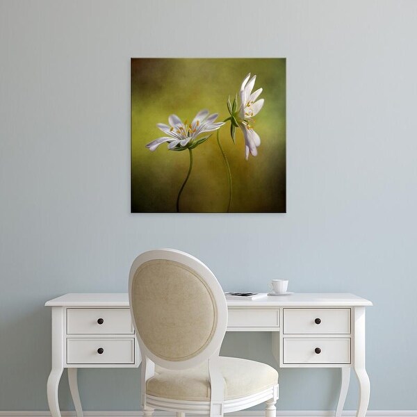 Easy Art Prints Mandy Disher's 'Echo' Premium Canvas Art
