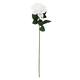 Option Cream White