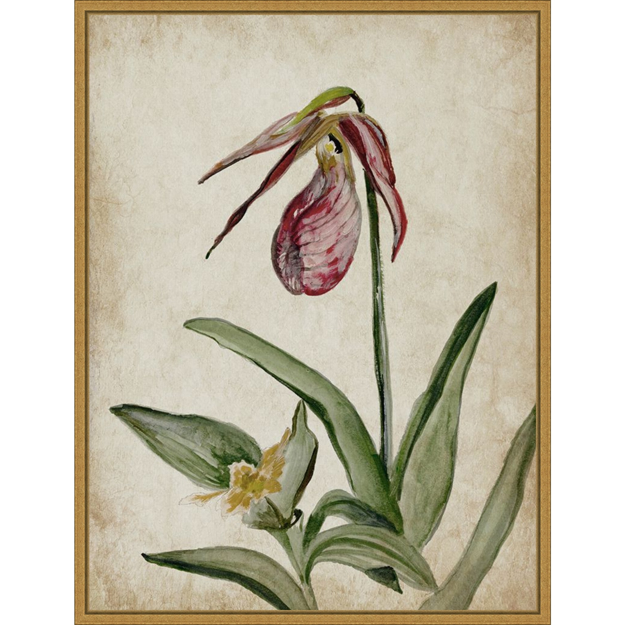 Amanti Art Elegance Unveiled II by Jacob q Framed Canvas Wall Art Print - Sylvie Gold