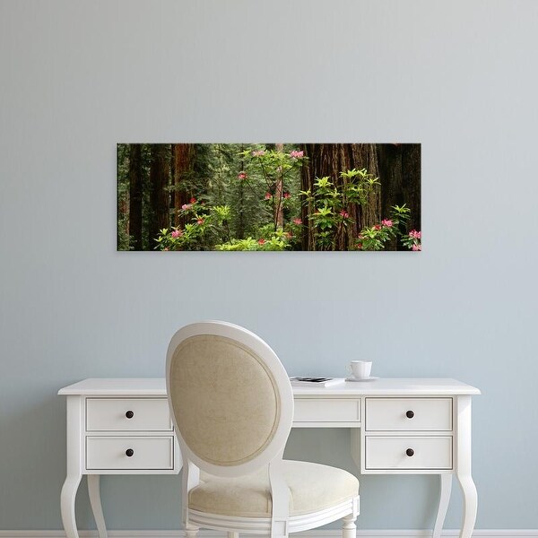 Easy Art Prints Panoramic Image 'Redwood trees, pink flowers in forest, Redwood National Park, California' Canvas Art