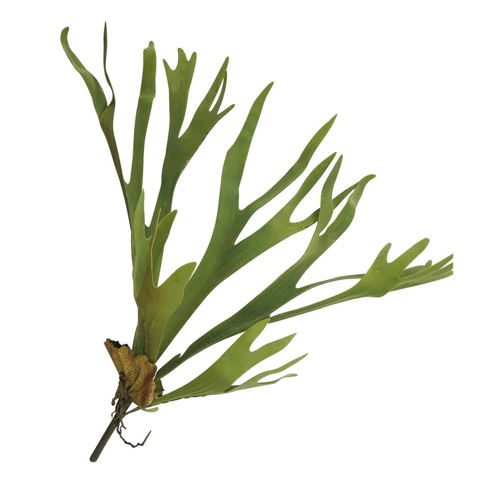 Staghorn Plant 24.5" Set of 3