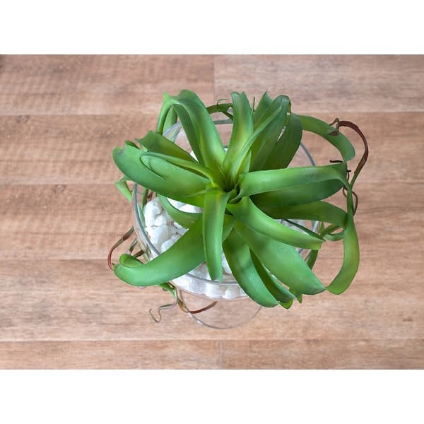 zz plant online buy Rare ZZ Plant - Zamioculcas zamiifolia - 4" Pot