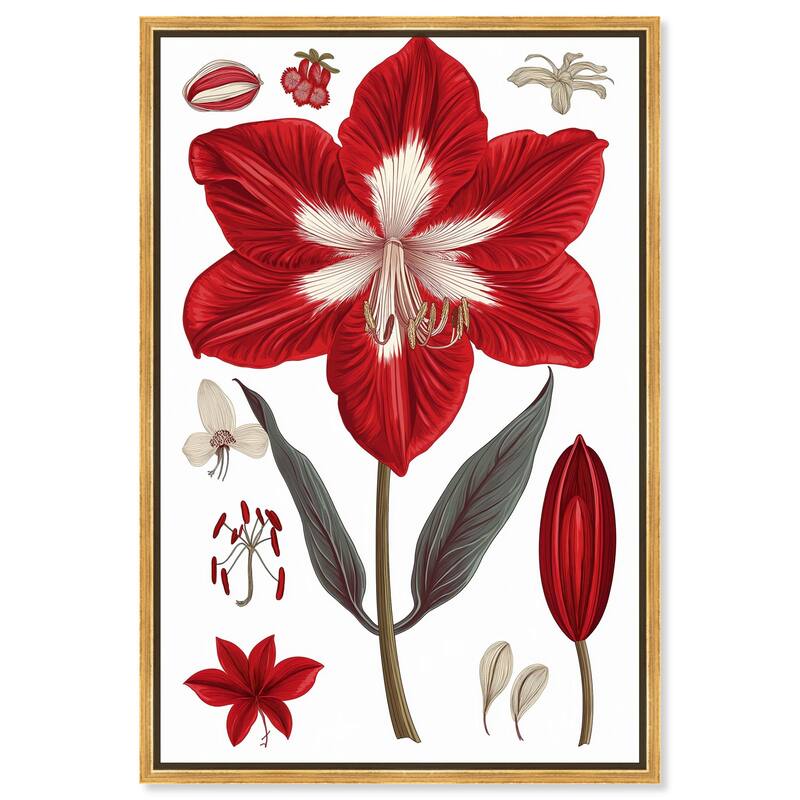 Amaryllis Anatomy Canvas by Art Remedy - Gold - 20" x 30"