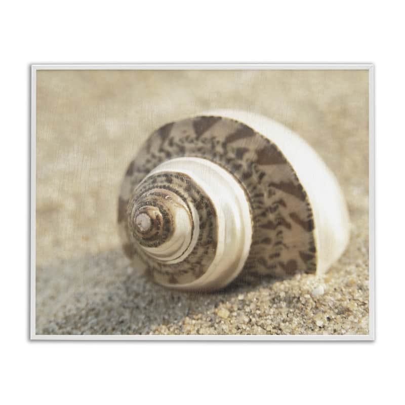 Stupell Neutral Tone Seashell Framed Giclee Art Design By Dora Rotondella - 14 x 11 - White