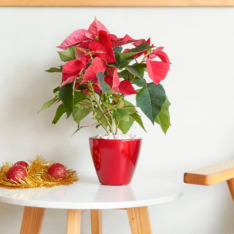 GDFStudio - Farmhouse 2-Piece Outdoor/Indoor Self-Watering Planter Pots with Drainage Plug and Water Level Indicator - 10.2"