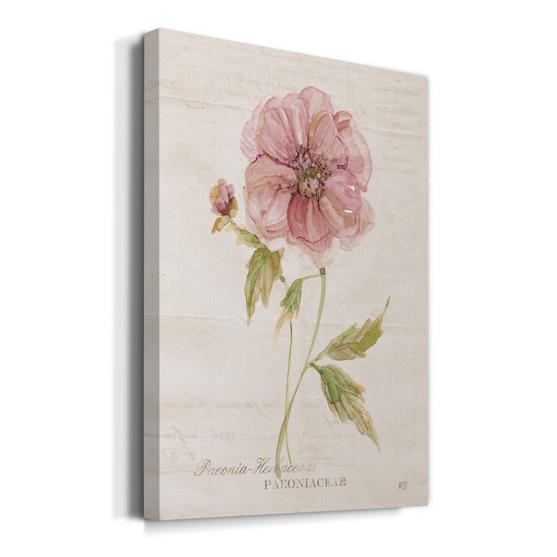 Soft Peony Premium Gallery Wrapped Canvas - Ready to Hang