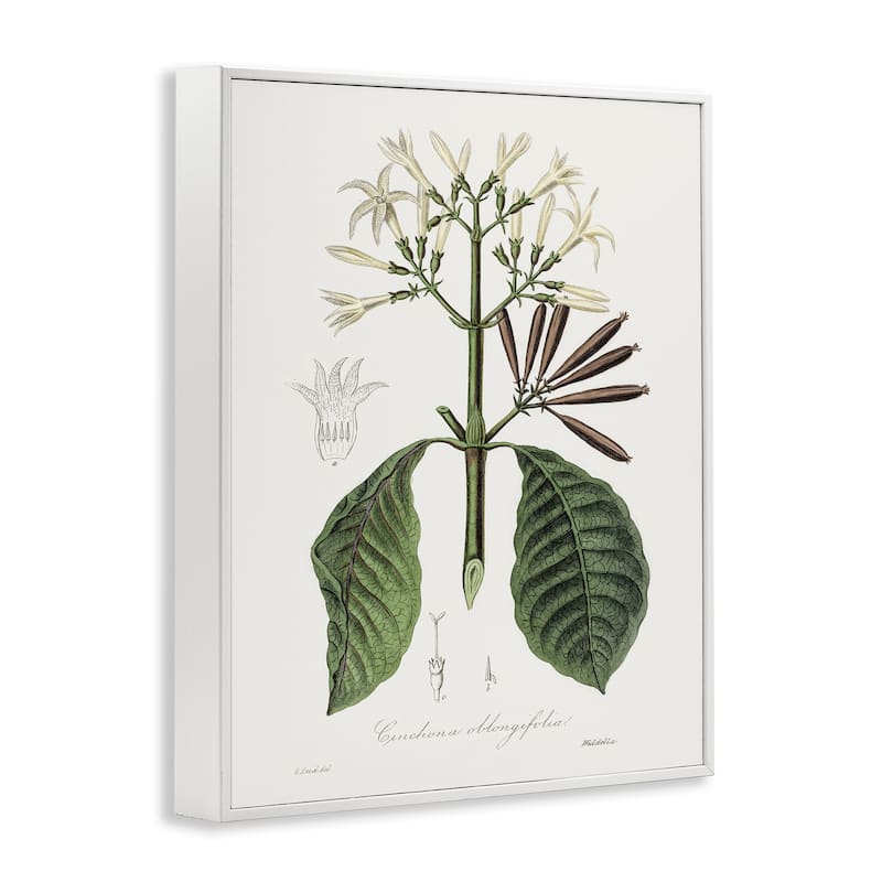 Stupell Vintage Flora Study Framed Giclee Art Design By CAD Designs