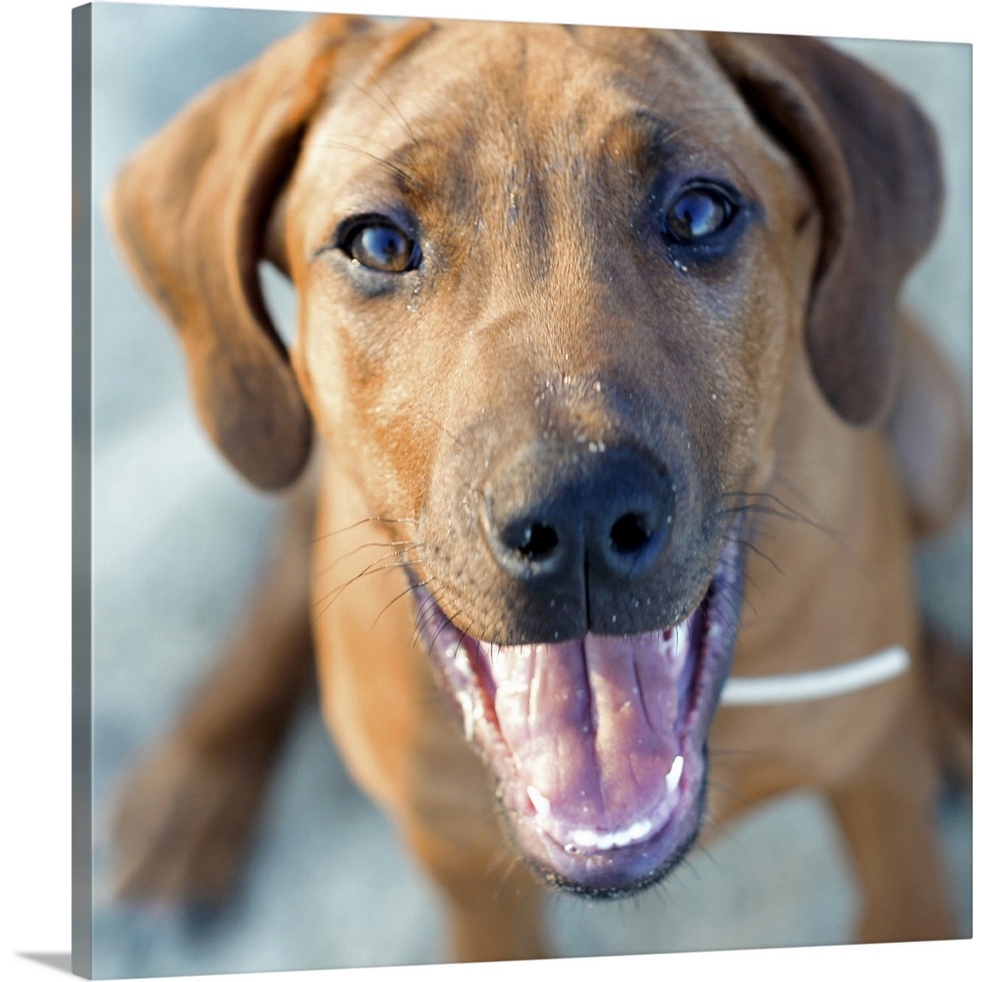 Baby Ridgeback Puppies 3d mon