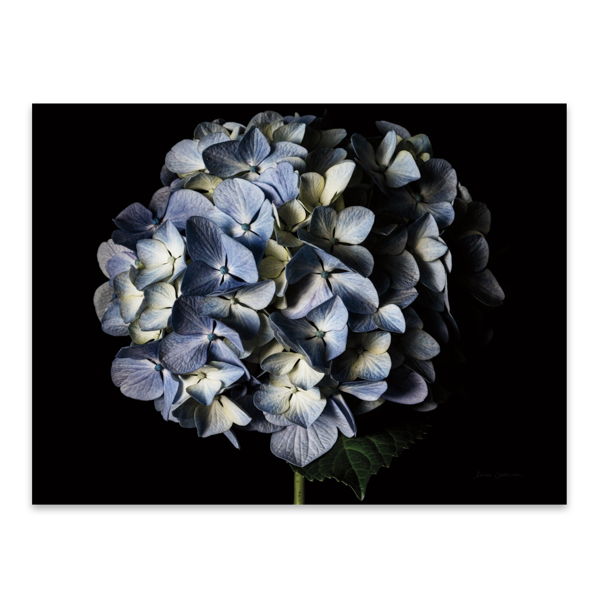 Shop Flowers Hydrangea Minimal Photography Metal Wall Art Print Overstock 31236423