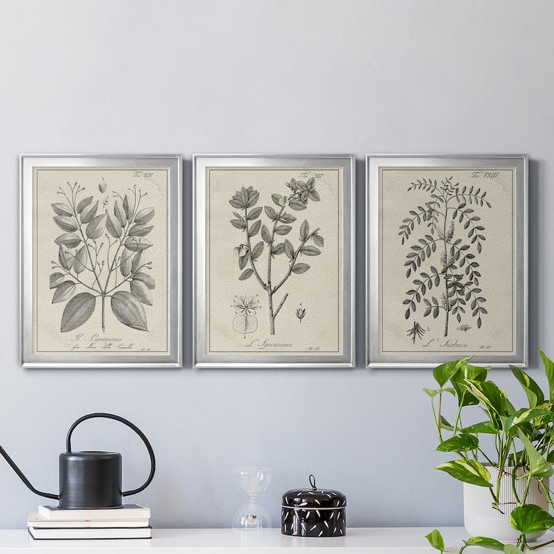 Antique Black & White Botanical VII Premium Framed Canvas - Ready to Hang - Multi-Color