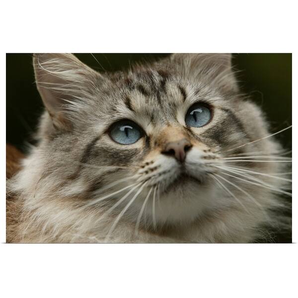 Shop Cat With Blue Eyes Poster Print Free Shipping On Orders