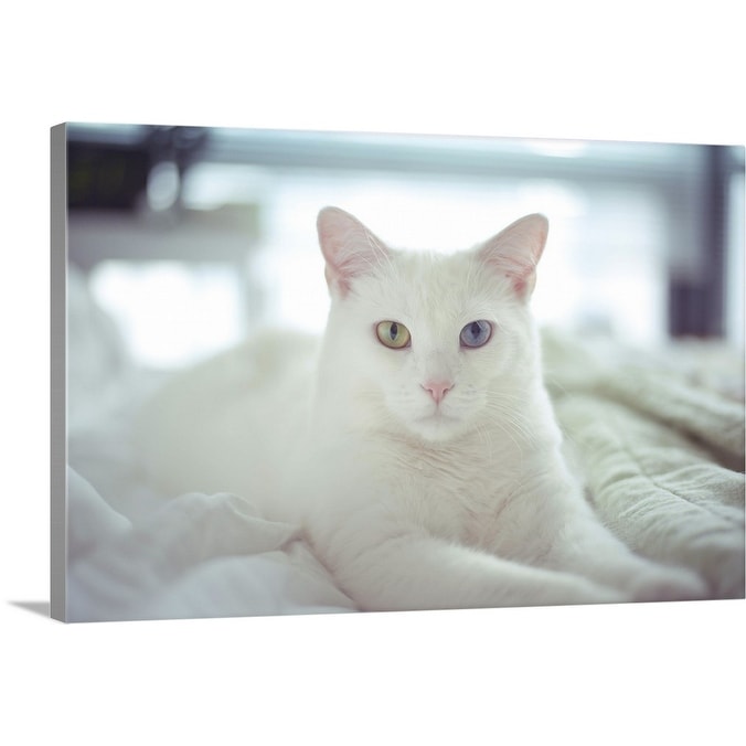 Shop White Cat Laying With Two Different Colored Eyes On Bed