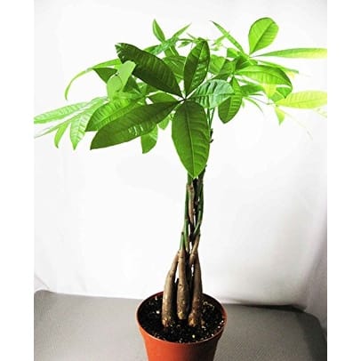 9GreenBox - Rare Mini Pachira Five Braided Tree Bring Luck Pachira Houseplant Bonsai 9GreenBox - Rare Mini Pachira Five Braided Tree Bring Luck Pachira Houseplant Bonsai