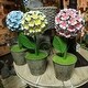 preview thumbnail 5 of 3, 16.3 Inch Battery Operated Metal Flower Tabletop Decor