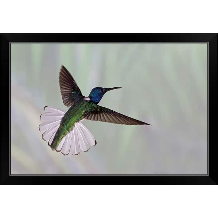 "White-necked Jacobin Hummingbird, Florisuga melivora " Black Framed Print