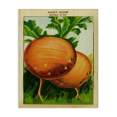 Stupell Country Vintage Onions Canvas Wall Art Design By Lil' Rue