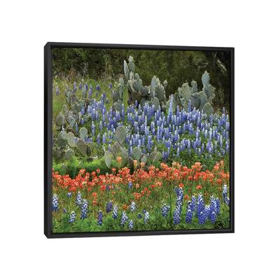 iCanvas "Bluebonnet, Paintbrush Cactus, Texas And Pricky Pear - Horizontal" by Tim Fitzharris Framed Canvas Print