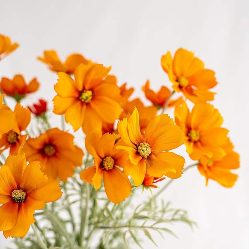 Orange Silk Decorative Artificial Cosmos Faux Flowers