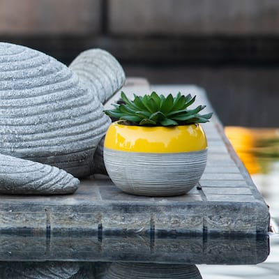 Succulent in Two tone lines pattern ceramic pot ,Teal - ONE-SIZE