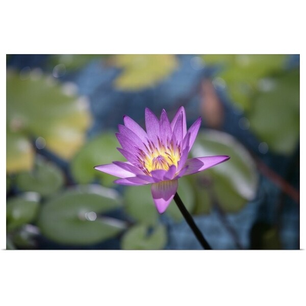 "Close-up of single purple lotus in summer, horizontal" Poster Print