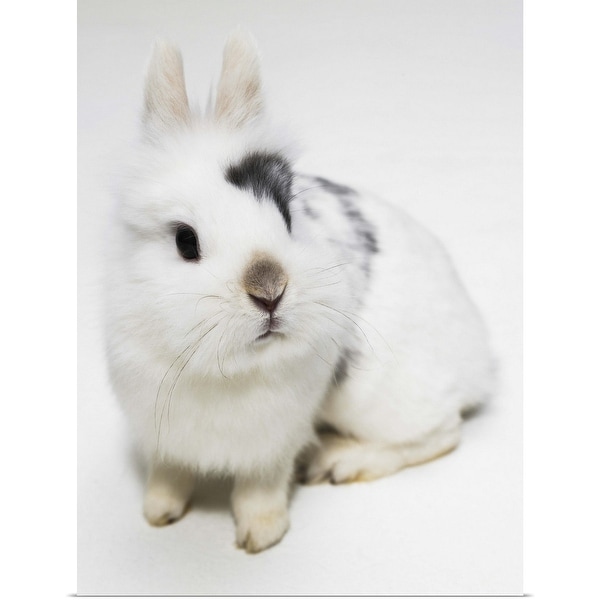"White, black and brown rabbit" Poster Print