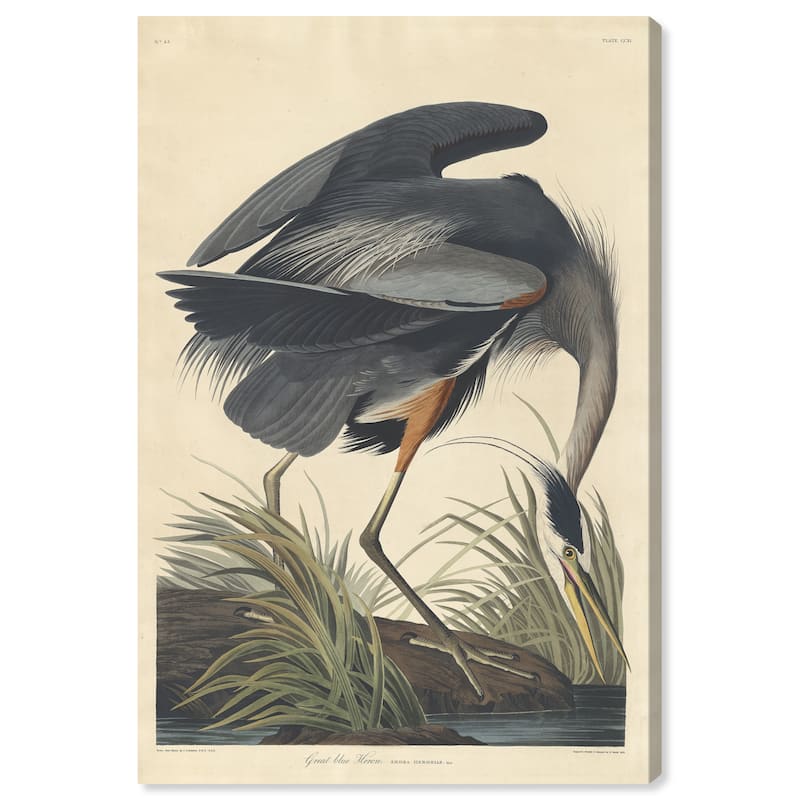 Wynwood Studio Canvas Animals Robert Havell - Great blue Heron Gray and Traditional Wall Art Canvas Print