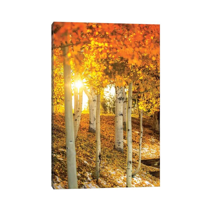 iCanvas "Sunburst Through The Aspens" by Jonathan Ross Photography Canvas Print