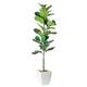 Option Fiddle Fig Tree(Ceramic Pot)