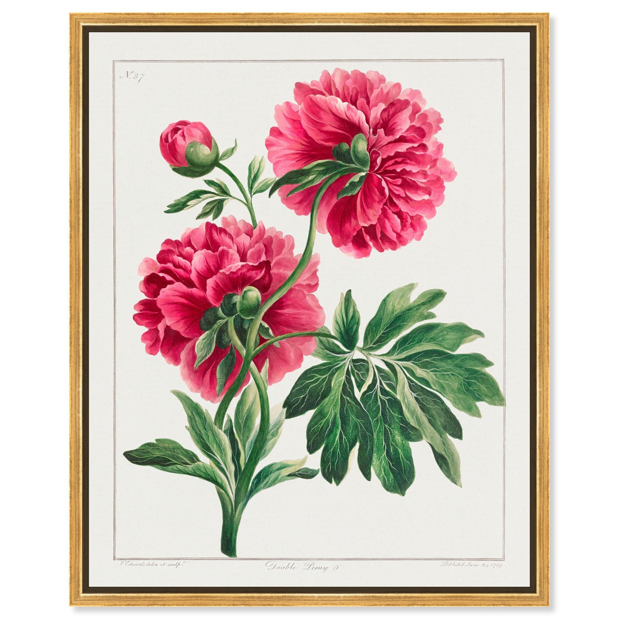 Double Peony (1789) Canvas by Art Remedy