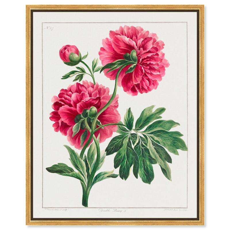 Double Peony (1789) Canvas by Art Remedy - Gold - 24" x 30"