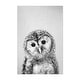 Baby Owl Black White Photography Animals Figurative Art Print/Poster ...