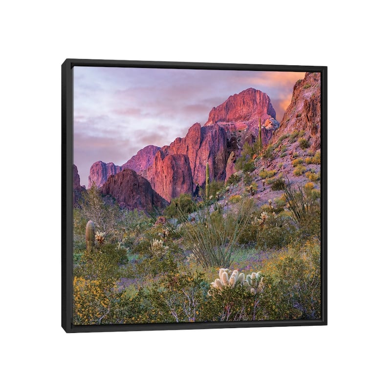 iCanvas "Teddy Bear Cholla And Saguaro, Kofa Nwr, Arizona" by Tim Fitzharris Framed Canvas Print - Black - 26x26