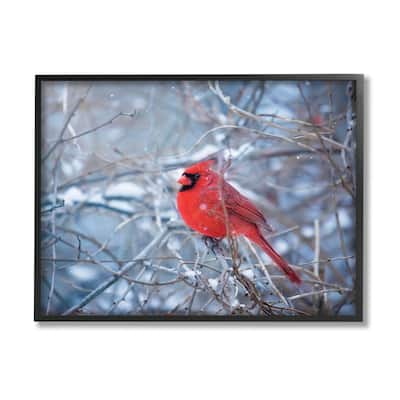 Stupell Cardinal in Winter Branches Framed Giclee Art Design by Karen Burke