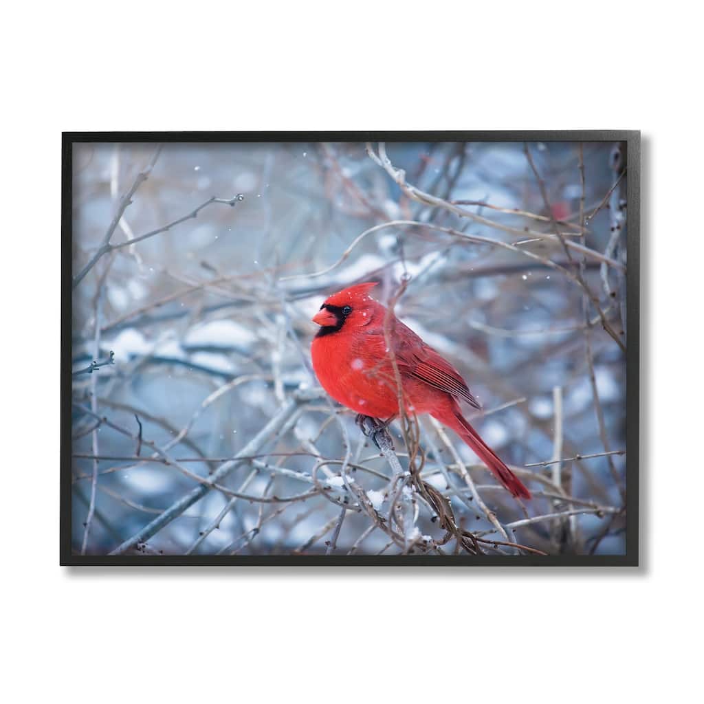 Stupell Cardinal in Winter Branches Framed Giclee Art Design by Karen Burke
