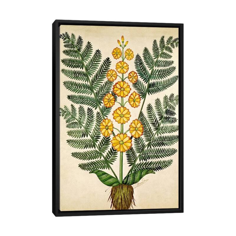 iCanvas "Fern with yellow flowers, plate from a seed merchants in Oisans " by French School Framed - Black - 48x32
