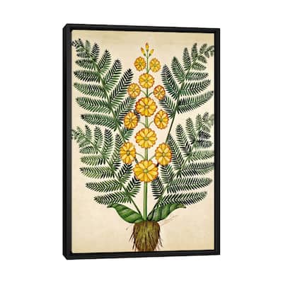 iCanvas "Fern with yellow flowers, plate from a seed merchants in Oisans " by French School Framed