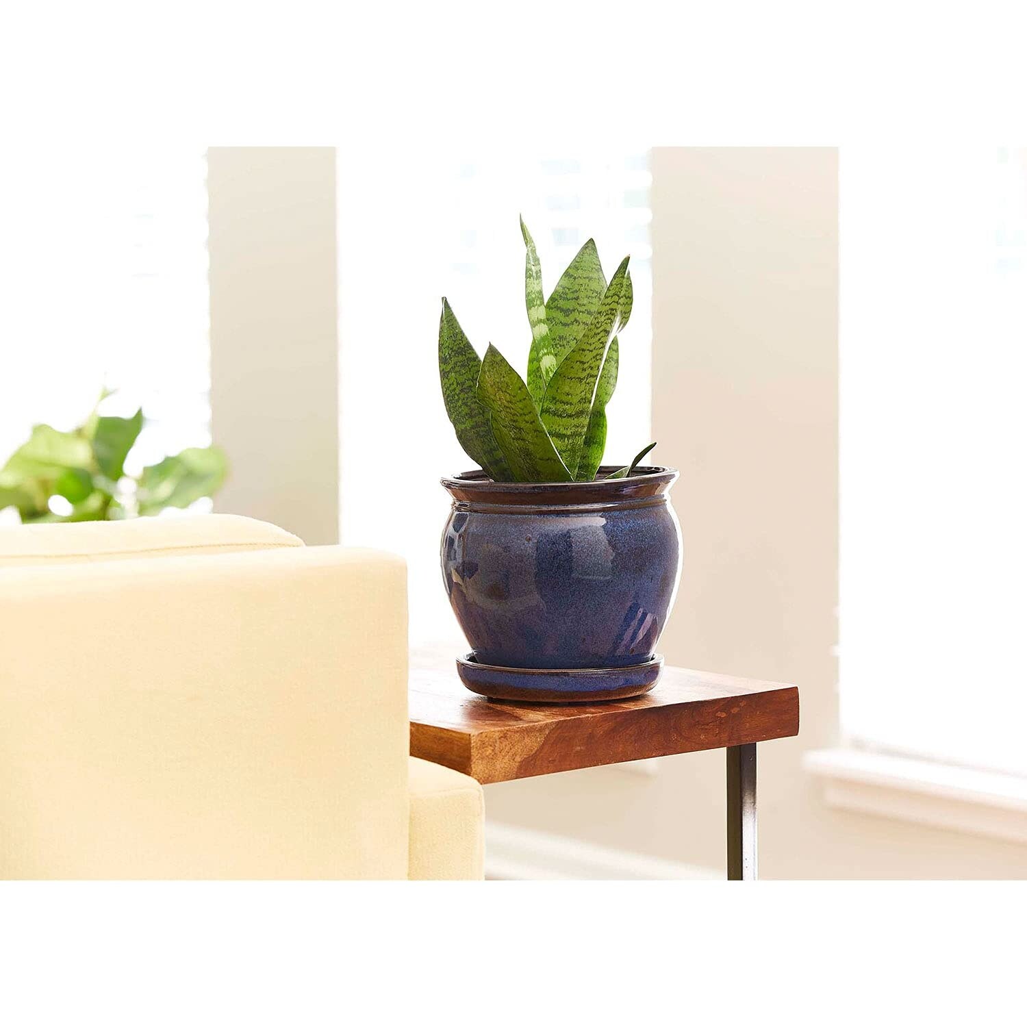 indoor plant large green leaves Fiddle Leaf Fig: Popular Plant with Large Rounded Leaves - Ficus Tree –  Altman Plants main image 0